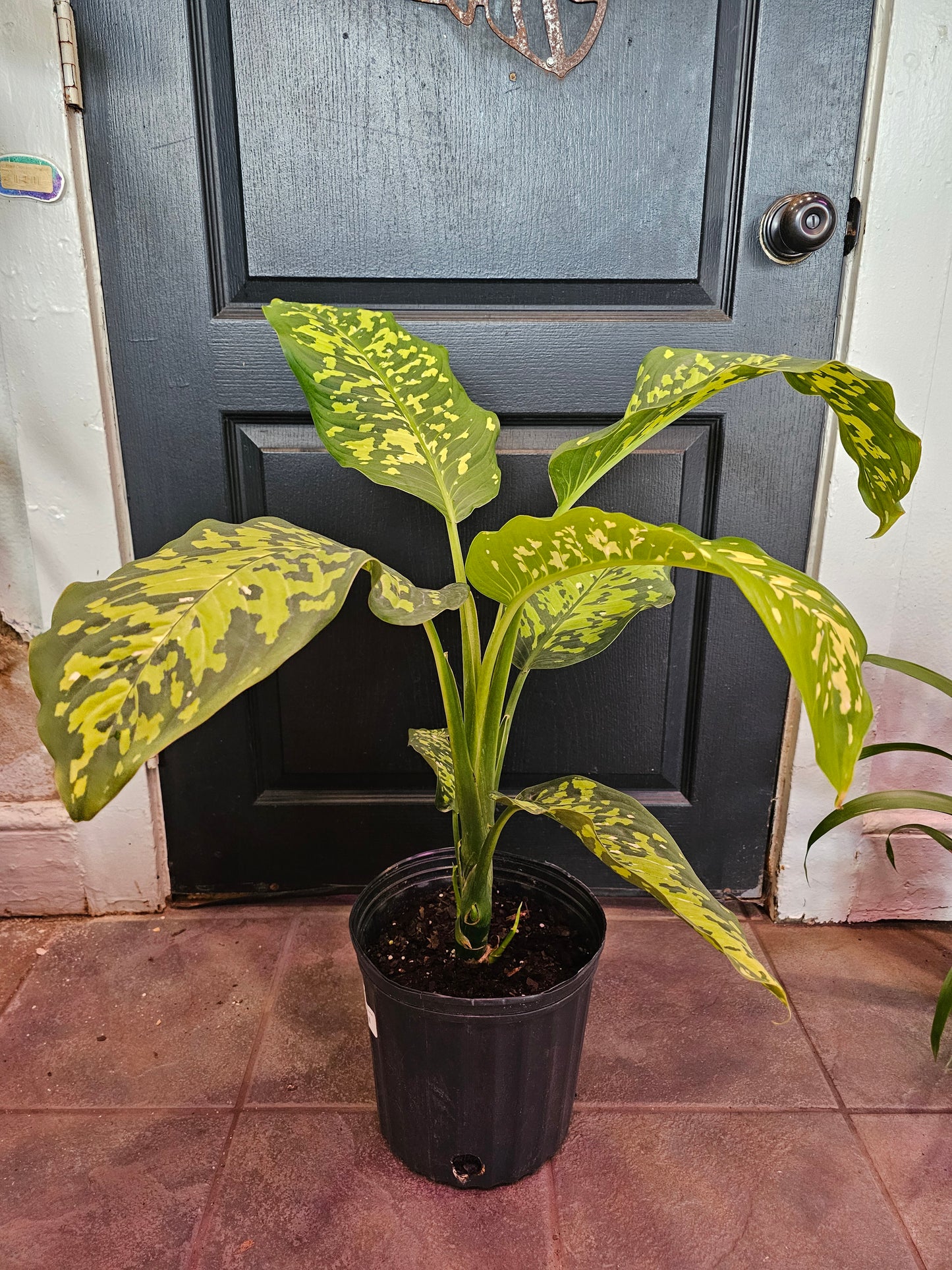 Dieffenbachia 'Cheetah'