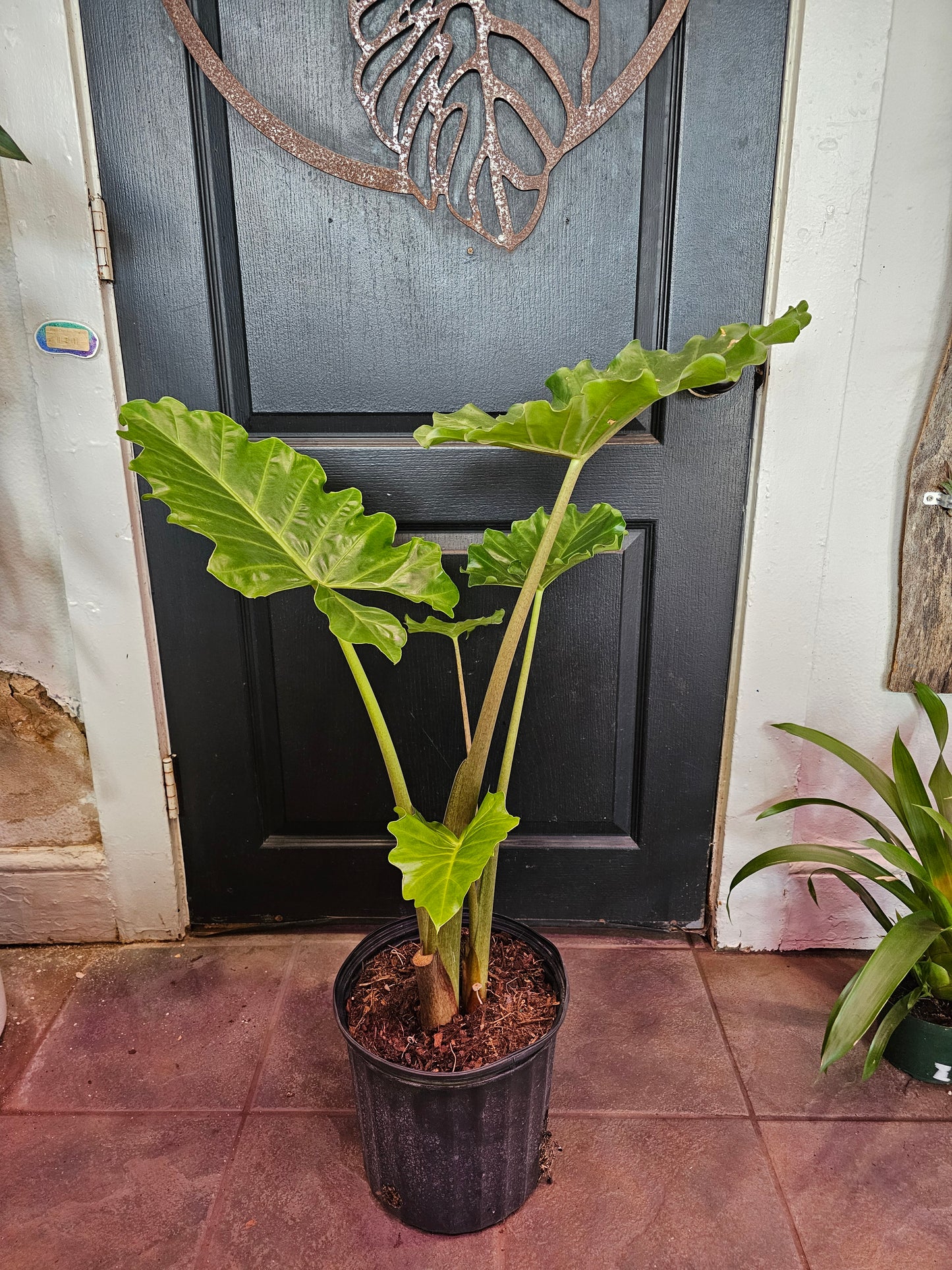 Alocasia Portora