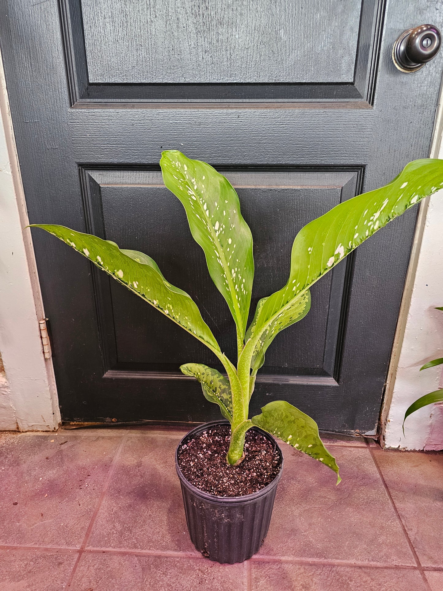 Dieffenbachia 'Crocodile'