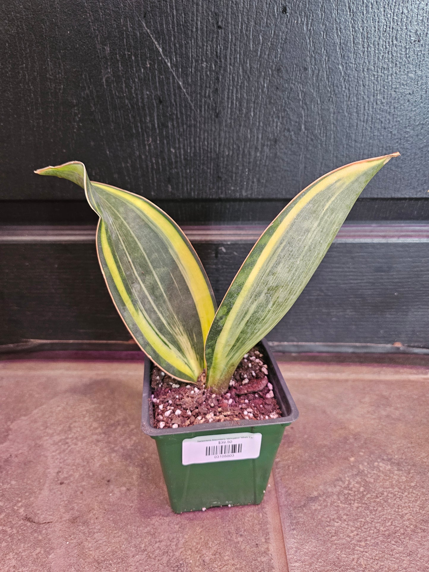 Sansevieria Masoniana Variegated 'Whale Fin'