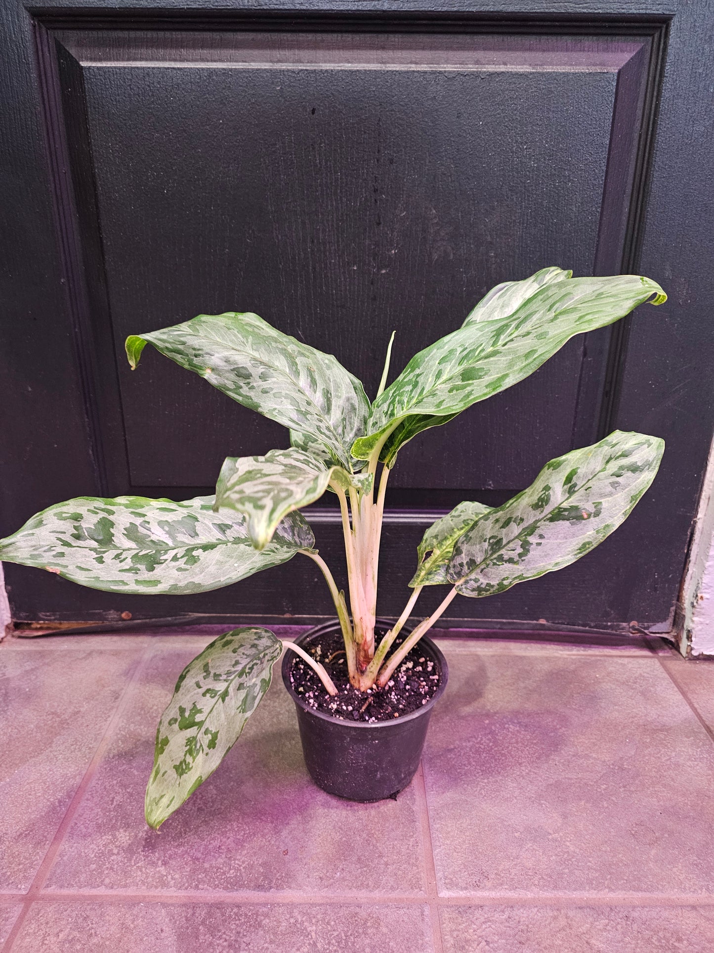 Aglaonema 'Peacock'