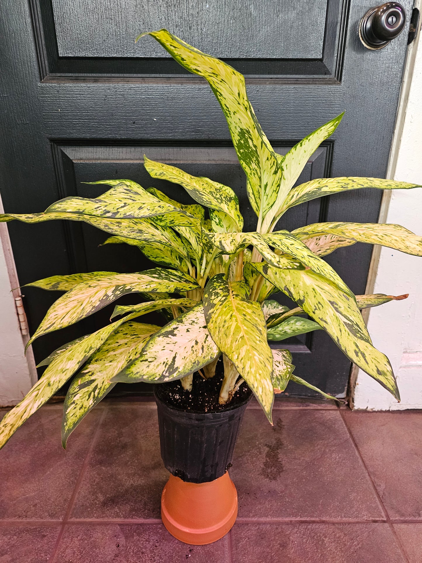 Dieffenbachia 'Star Bright'