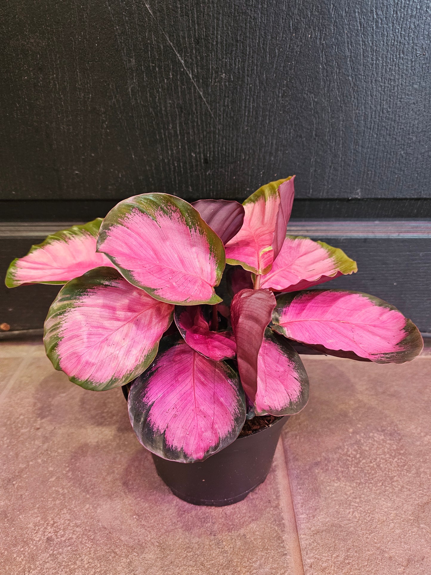 Calathea Picturata Crimson