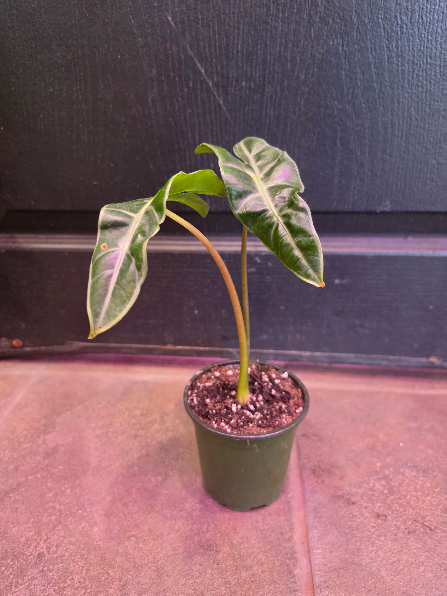 Alocasia Longiloba