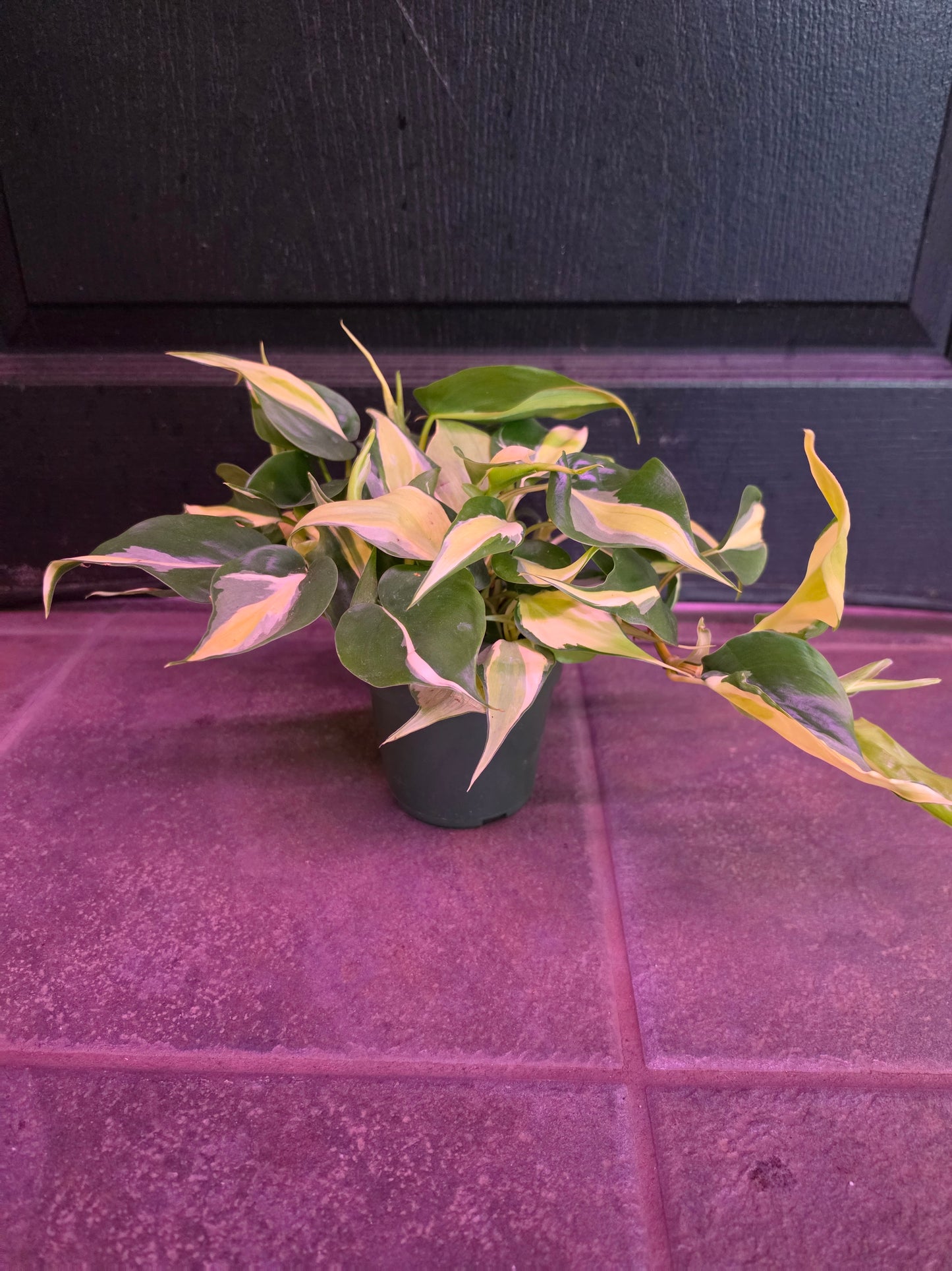 Philodendron Rio