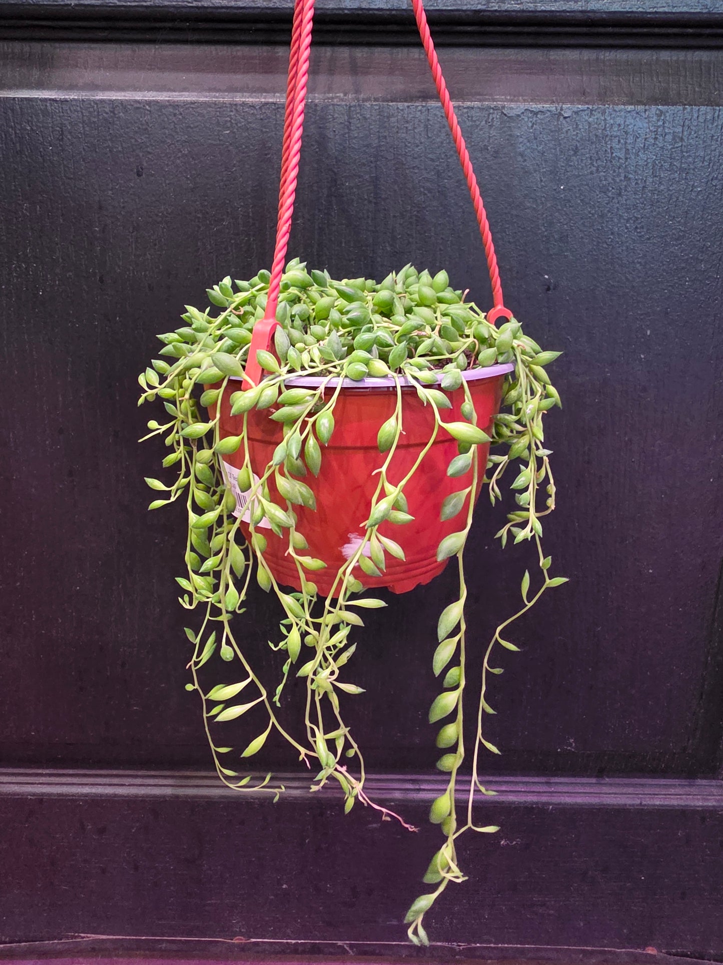 String Of Tears