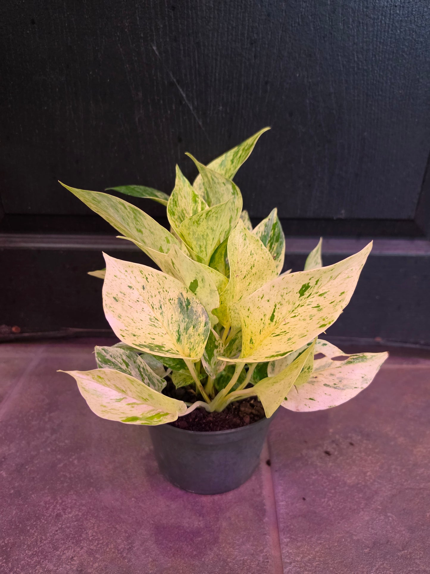 Snow Queen Pothos