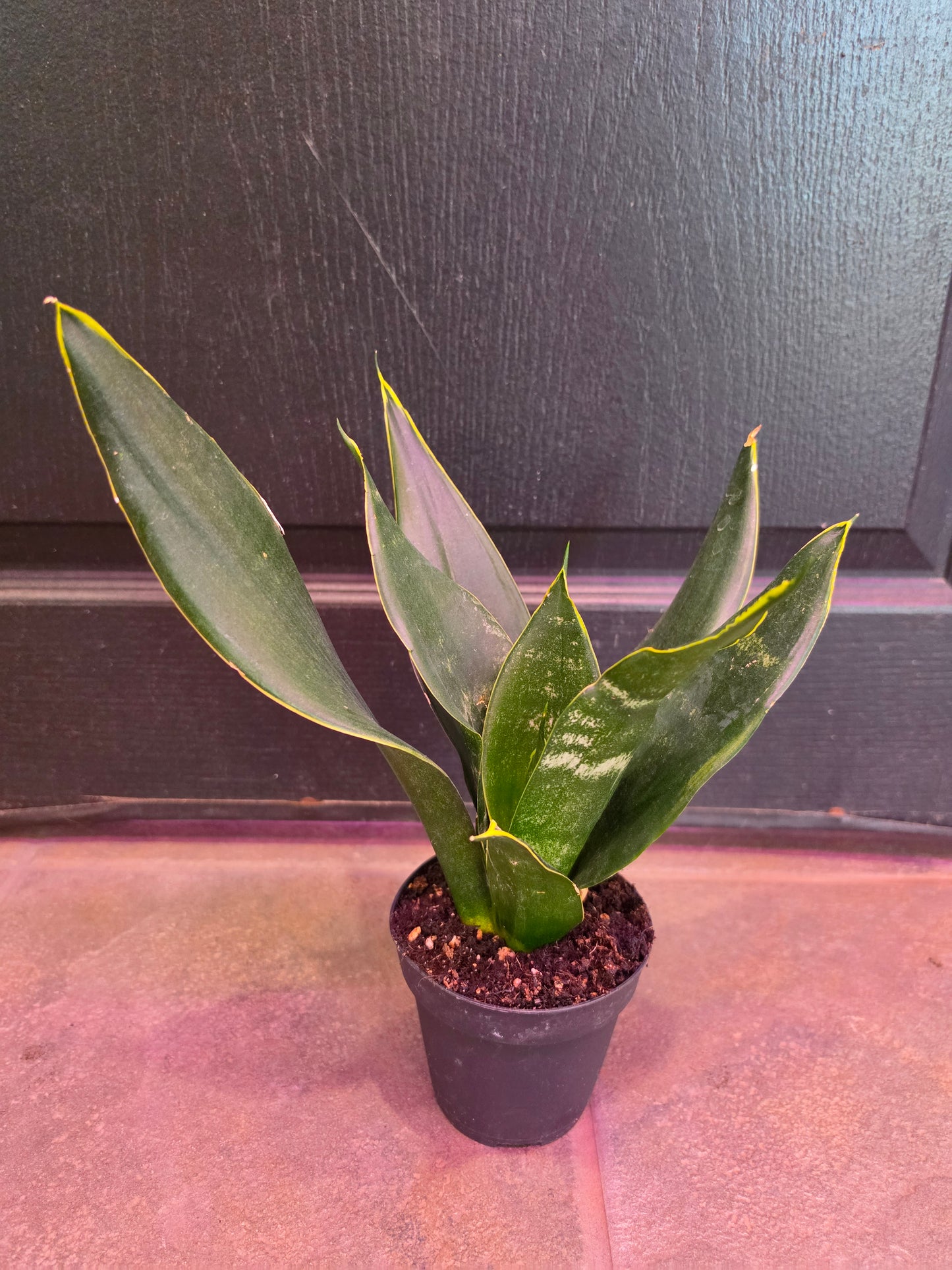 Sansevieria 'Midnight Shine'