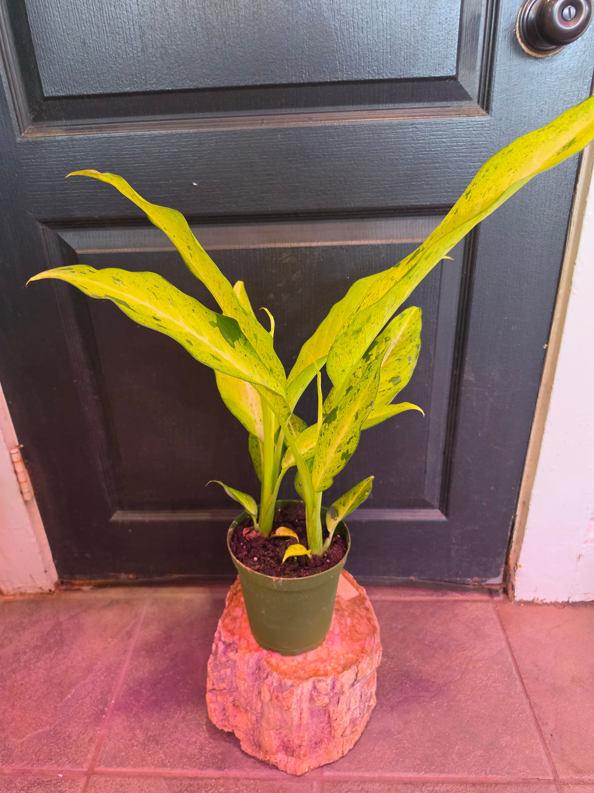 Dieffenbachia Camouflage