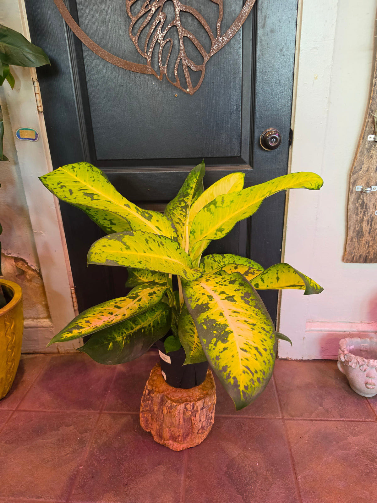Dieffenbachia 'Banana'
