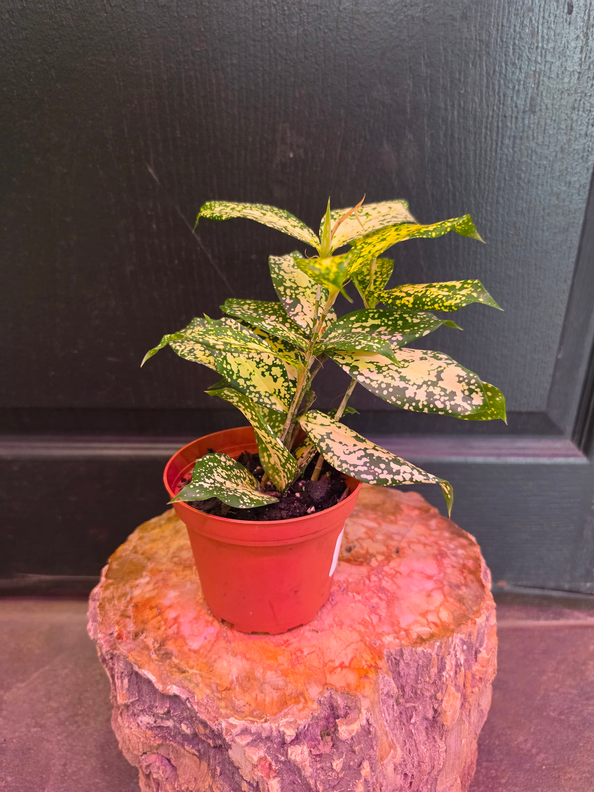 Dracaena 'Florida Beauty'