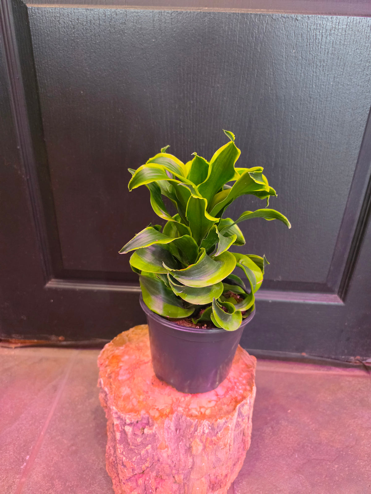 Dracaena Fragrans 'Tornado'