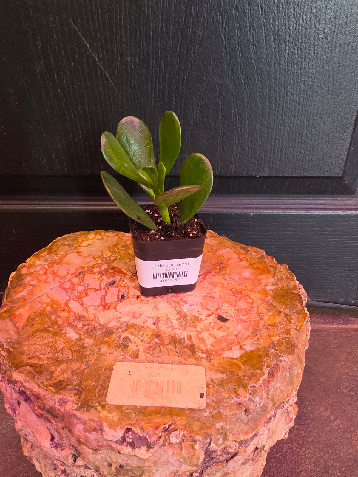 Jade Succulent