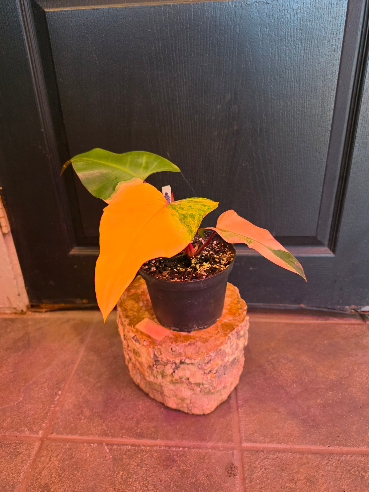 Philodendron 'Strawberry Shake'