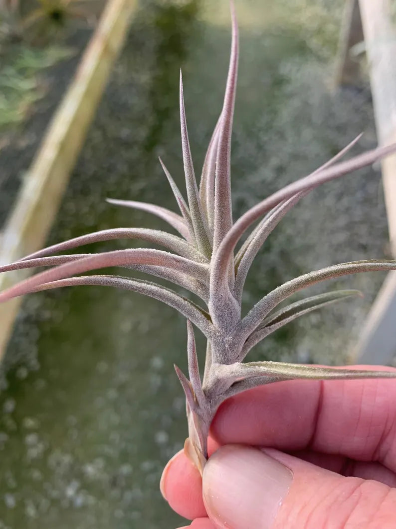 Air Plant - Tillandsia Jonesii