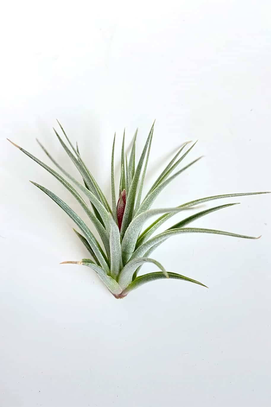 Recurvifolia 4-5" Tillandsia Airplant