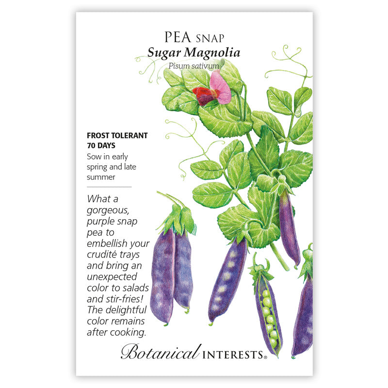 Pea Snap (purple) Sugar Magnolia