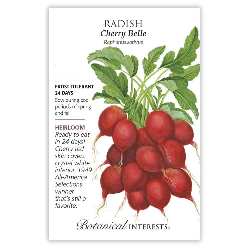 Radish Cherry Belle