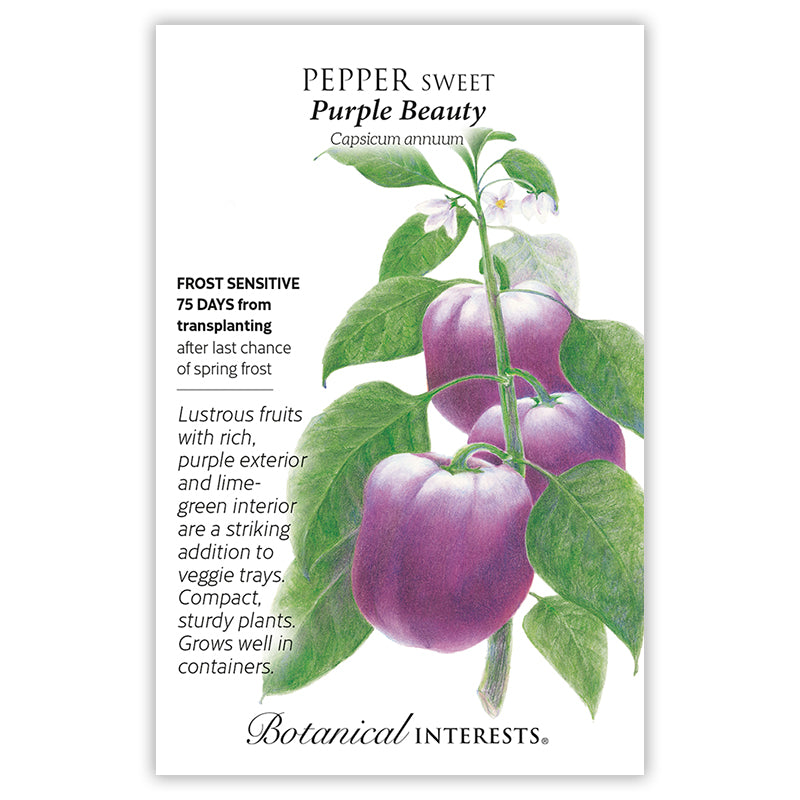 Pepper Sweet Purple Beauty
