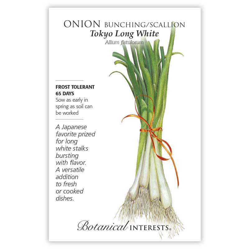 Onion Bunching (white) Tokyo Long