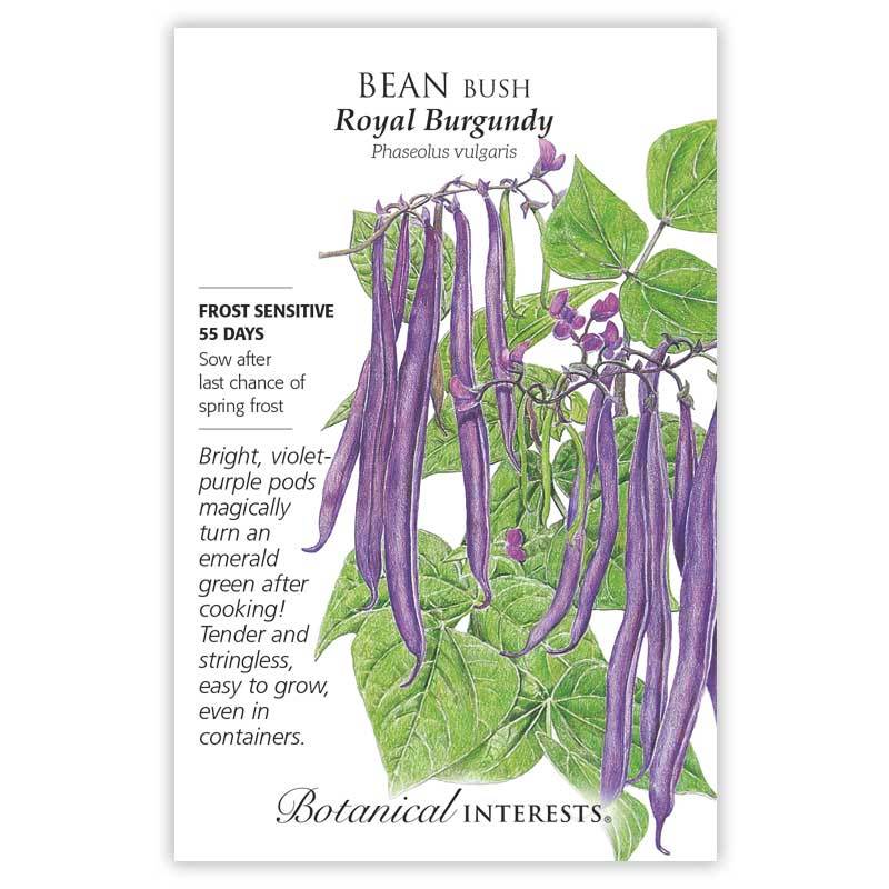 Bean Bush Royal Burgundy