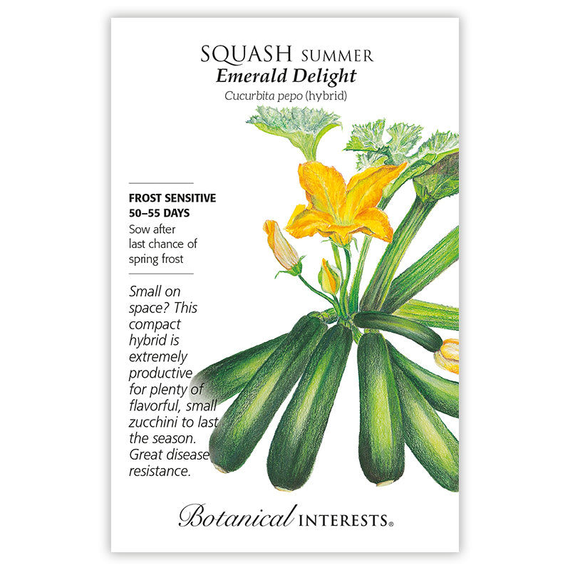Squash Summer Emerald Hybrid