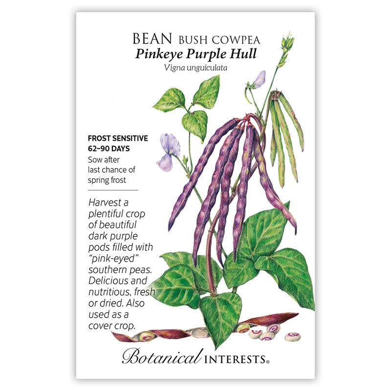 Bean Southern Cowpea Pinkeye