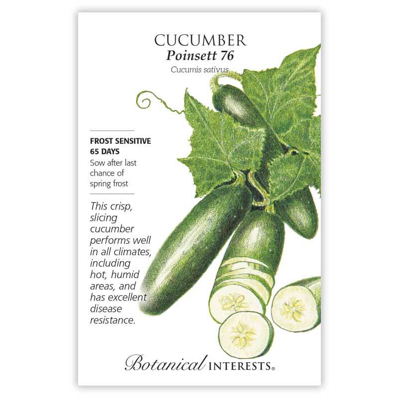 Cucumber Poinsett 76