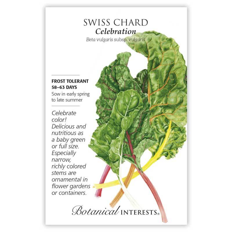 Swiss Chard Celebration