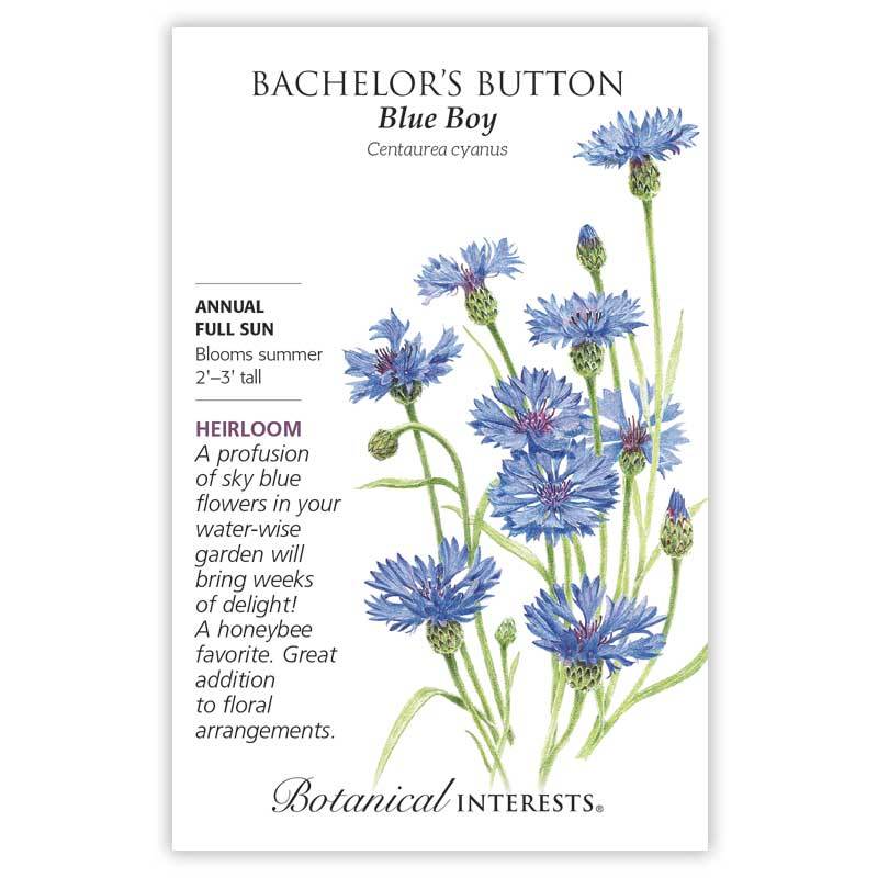 Bachelor Button Blue Boy