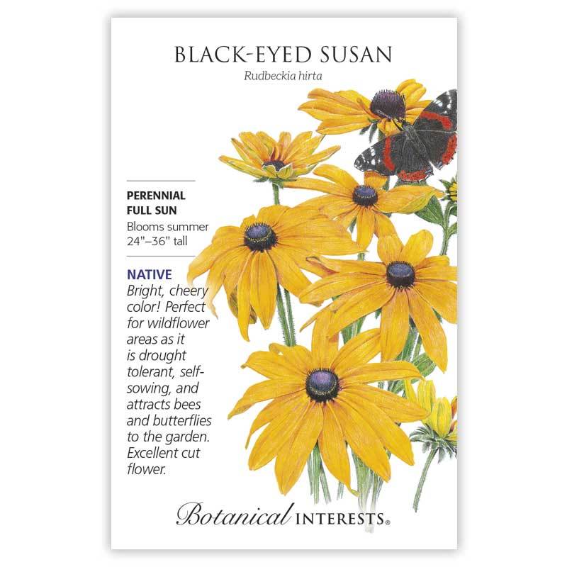 Black-Eyed Susan