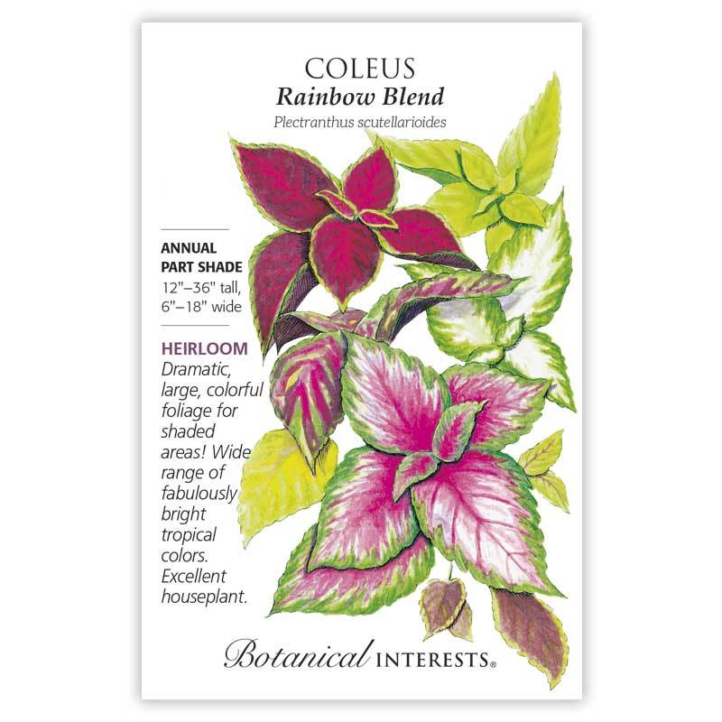 Coleus Rainbow Blend
