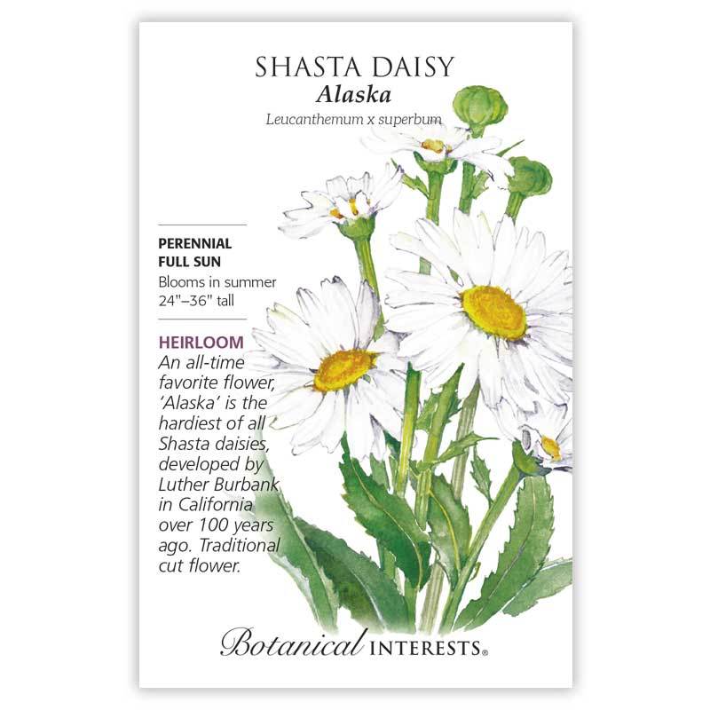 Shasta Daisy Alaska