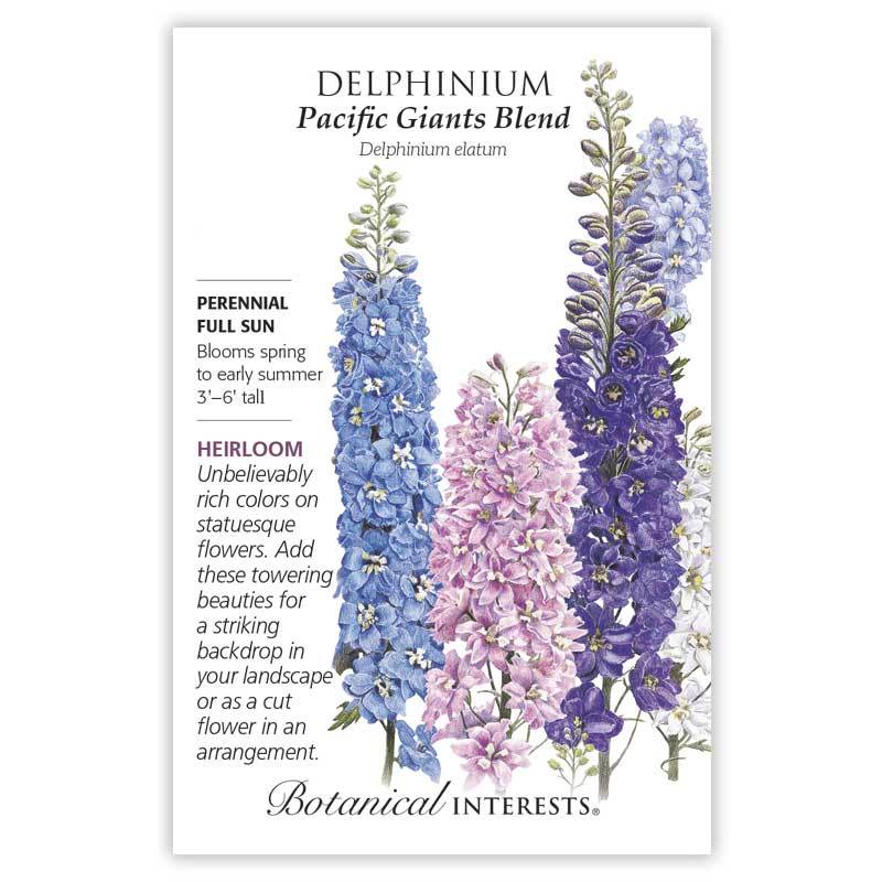 Delphinium Pacific Giant Blend