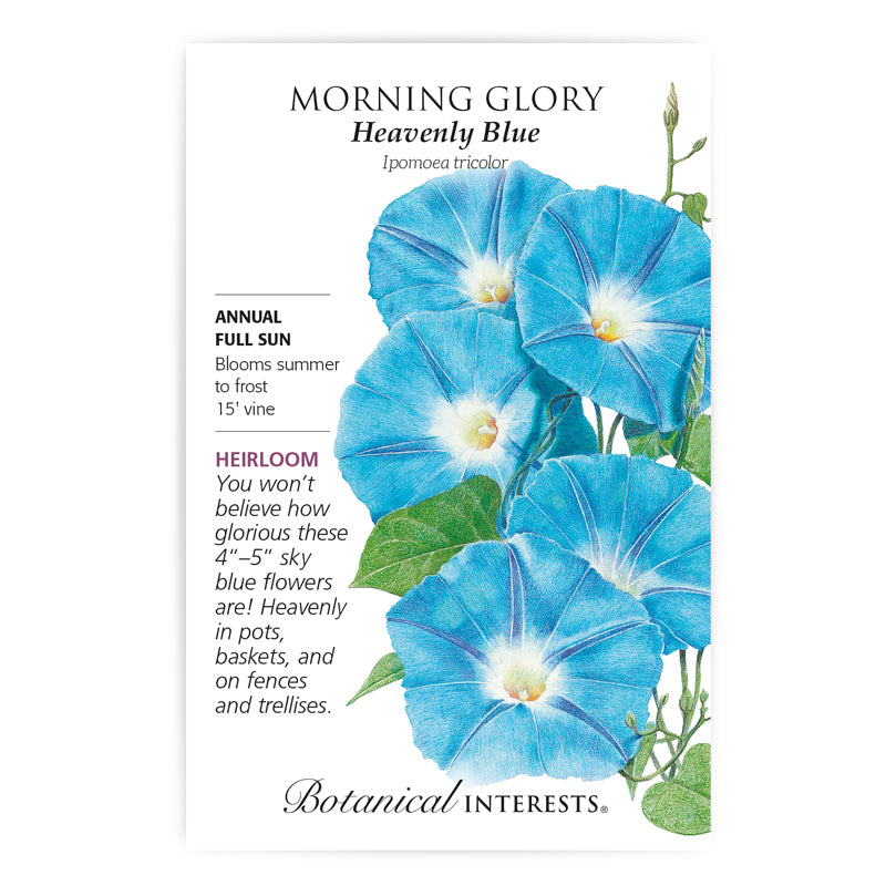 Morning Glory Heavenly Blue