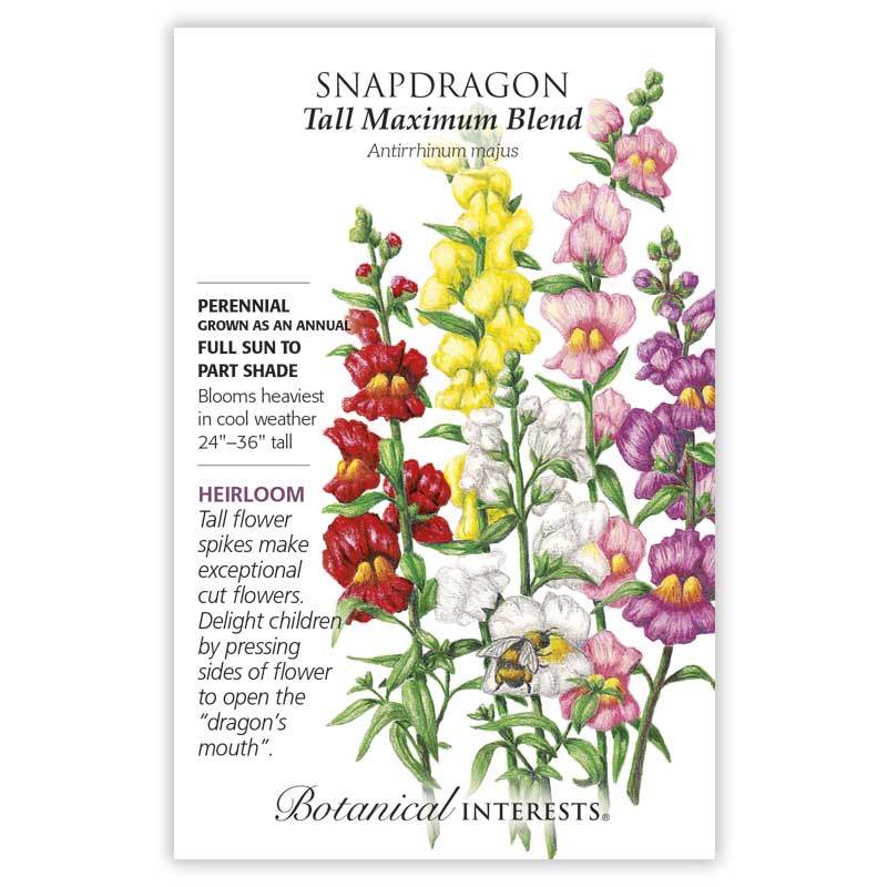 Snapdragon Tall Maximum