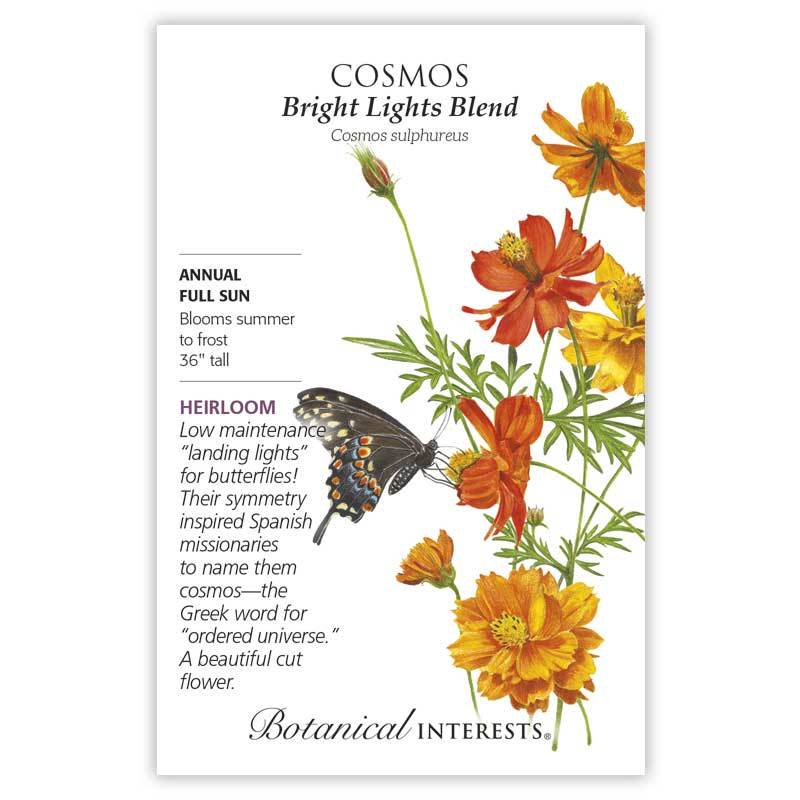 Cosmos Bright Lights Blend