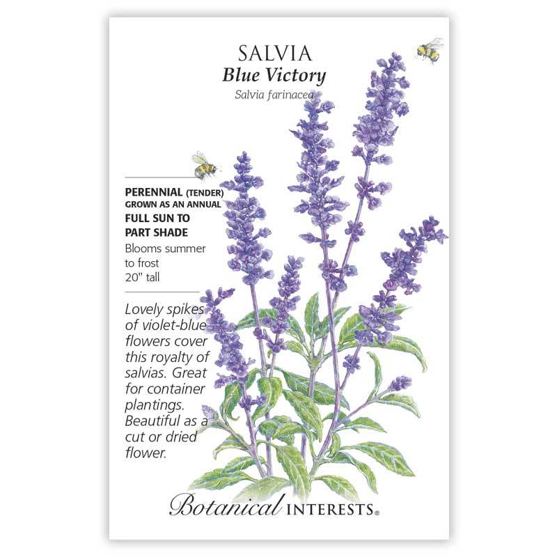 Salvia Blue Victory