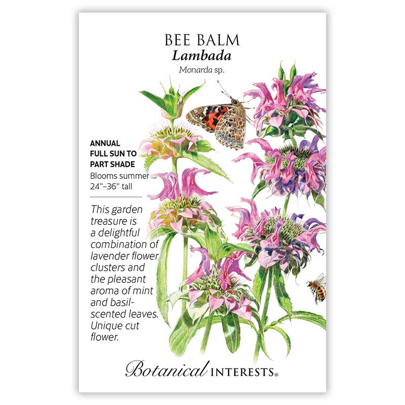 Bee Balm Lambada