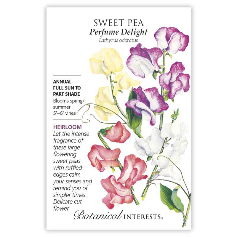 Sweet Pea Perfume Delight Blend