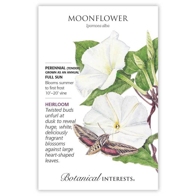 Moonflower