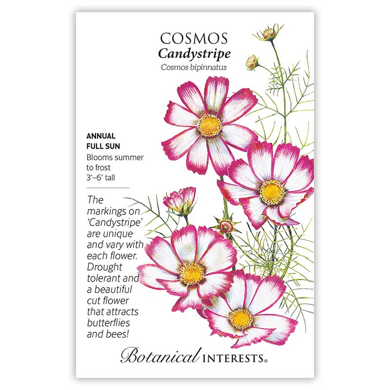 Cosmos Candystripe