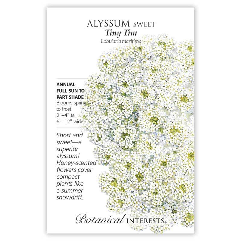Alyssum Sweet Tiny Tim