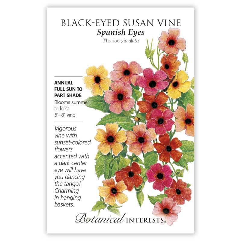 Black-Eyed Susan Vn Spanish Eyes