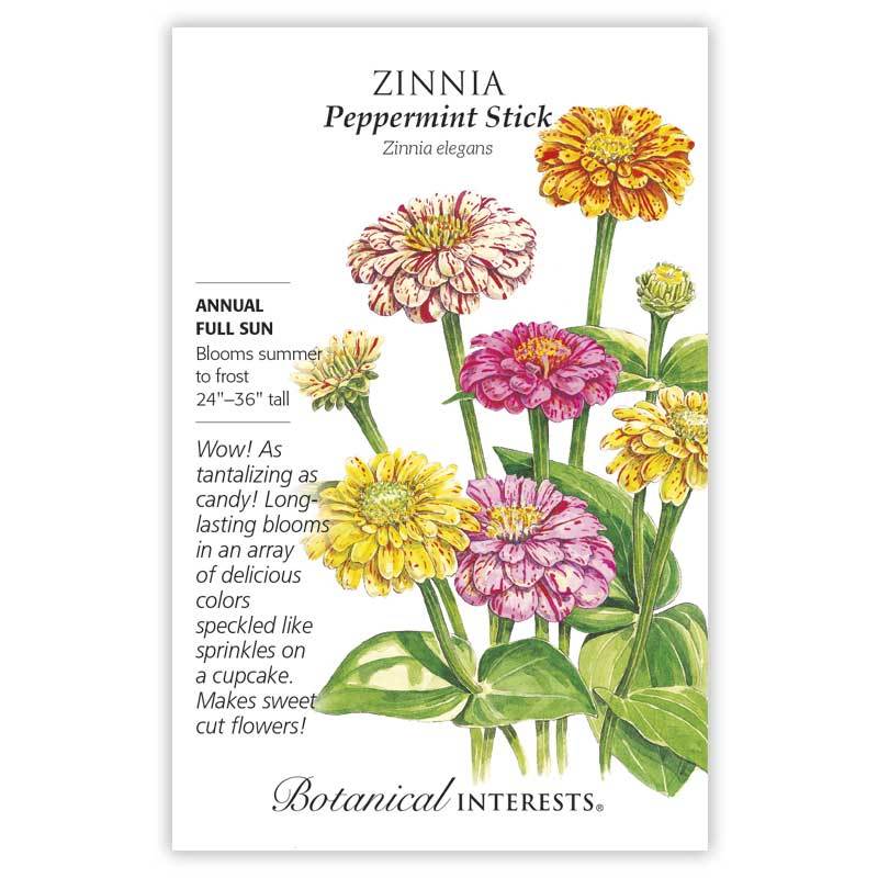 Zinnia Peppermint Stick