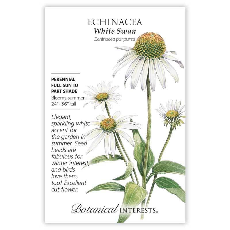 Echinacea White Swan