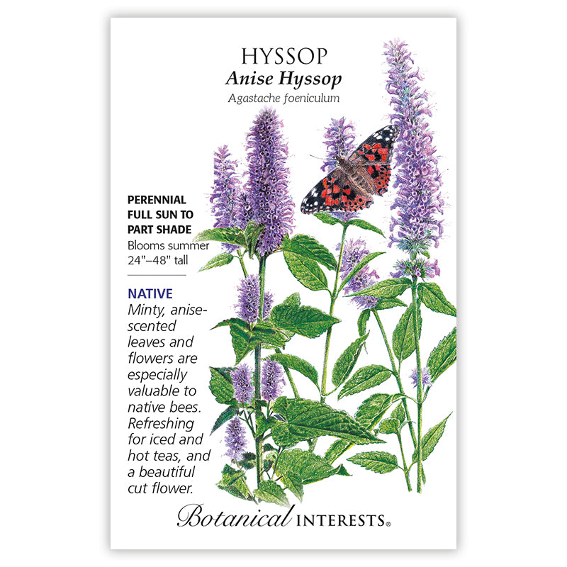 Hyssop Anise