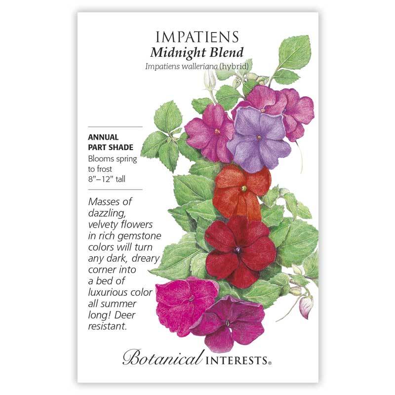 Impatiens Midnight Blend Hybrid