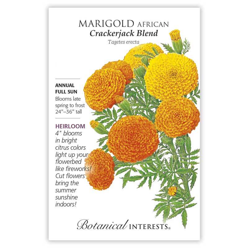 Marigold African Crackerjack