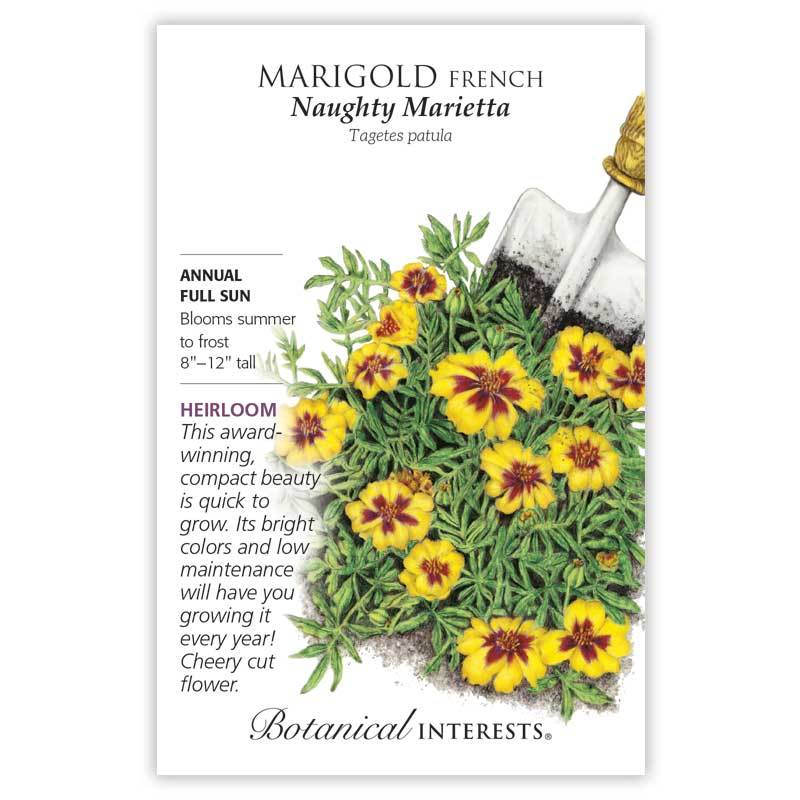 Marigold French Naughty Marietta